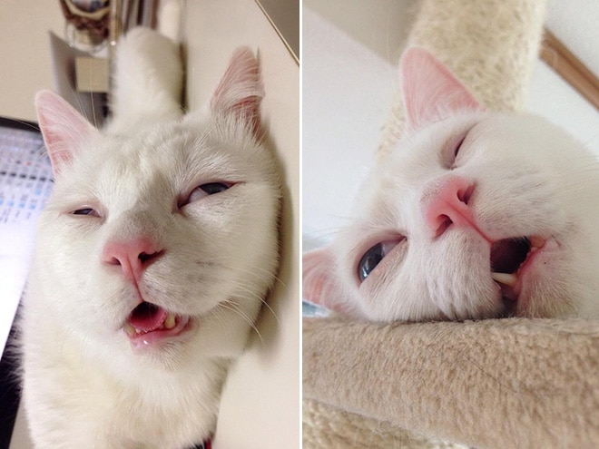 белый кот спит с открытым ртом