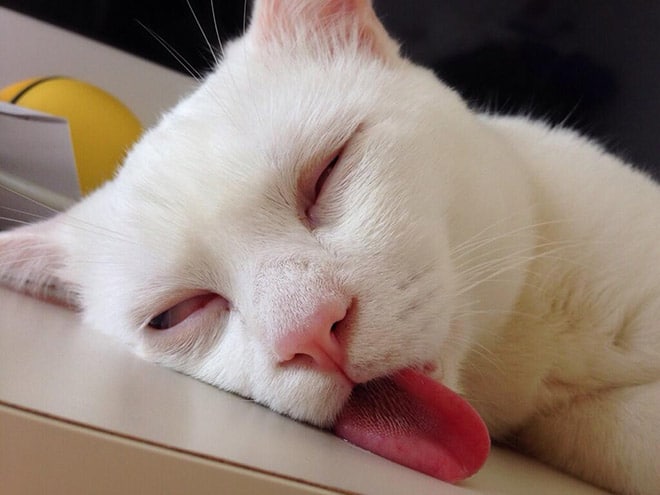 кот спит с высунутым языком