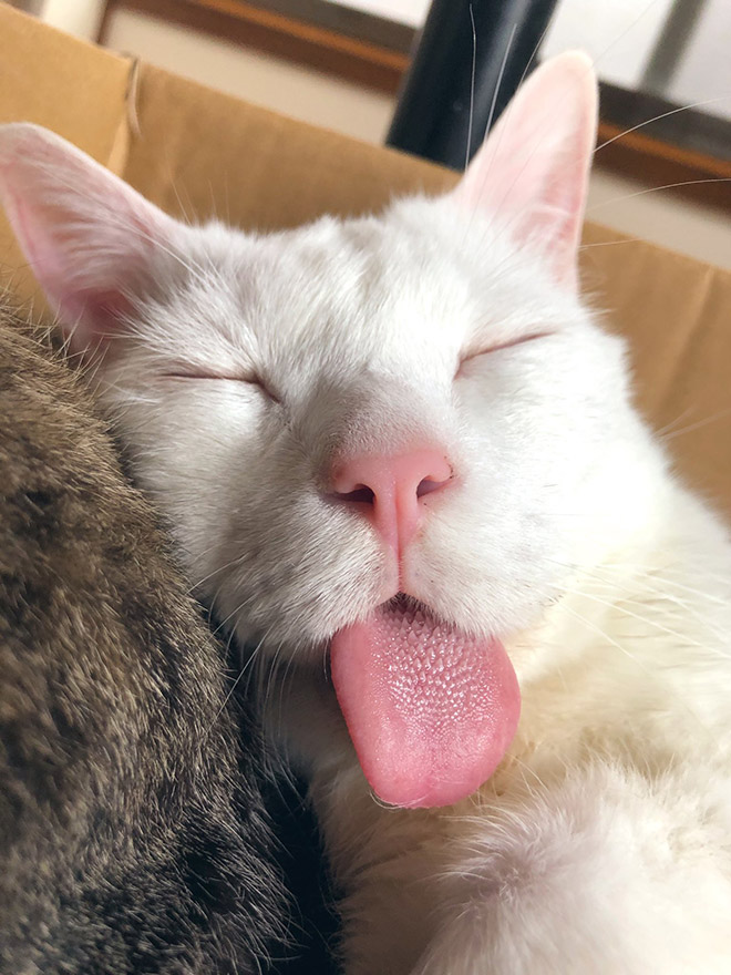 белый кот спит с высунутым языком