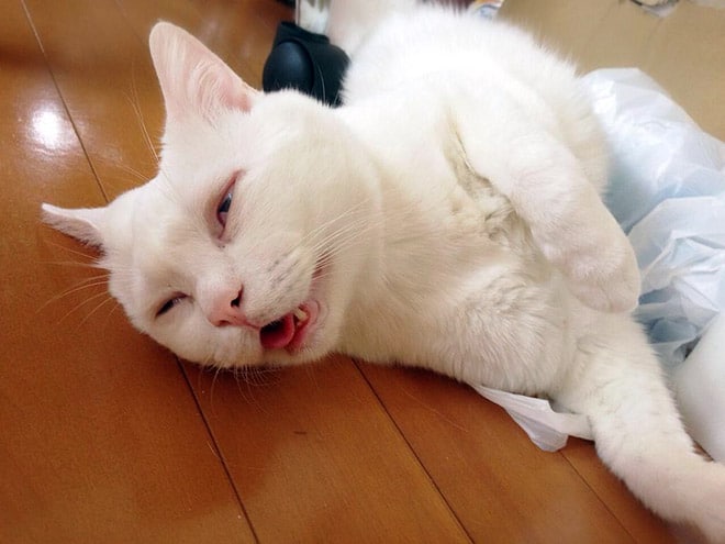 белый кот спит на полу