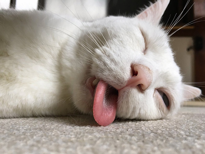 С виду это обычный кот, но подожди, пока он уснет… Приколы,кот,приколы,сон,Япония