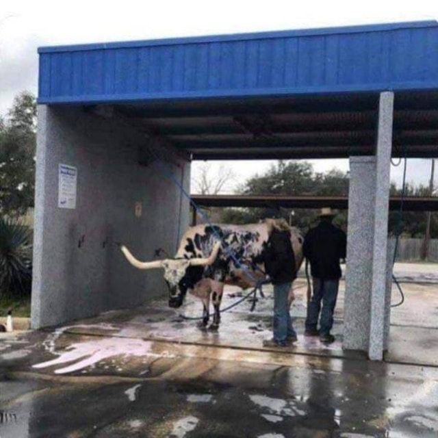 корова моется