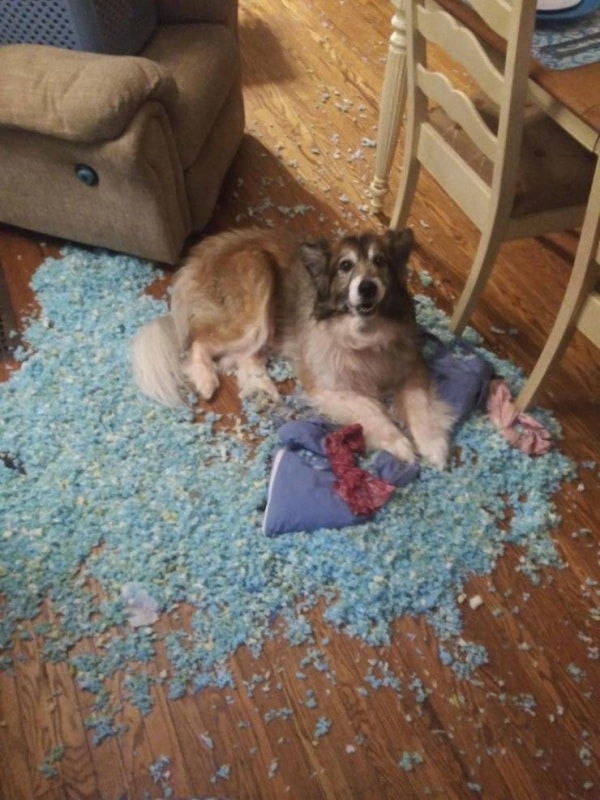 собака разорвала подушку
