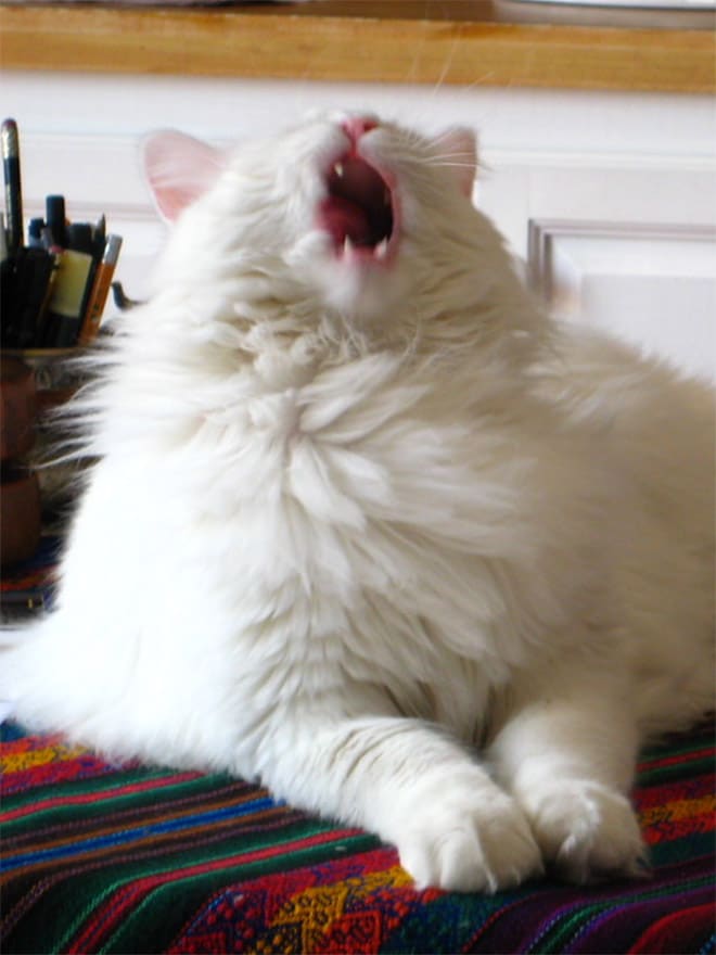 белый кот чихает