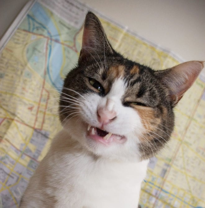 Будьте здоровы! 10+ забавных фото чихающих котов