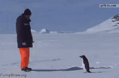 пингвин нападает на человека