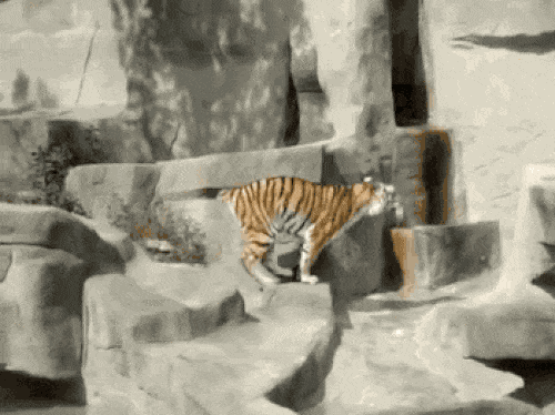 тигр в вольере