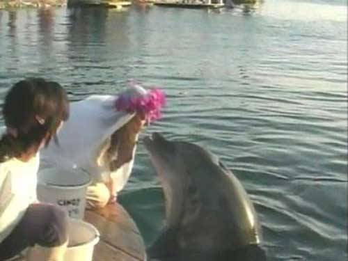 невеста целует дельфина