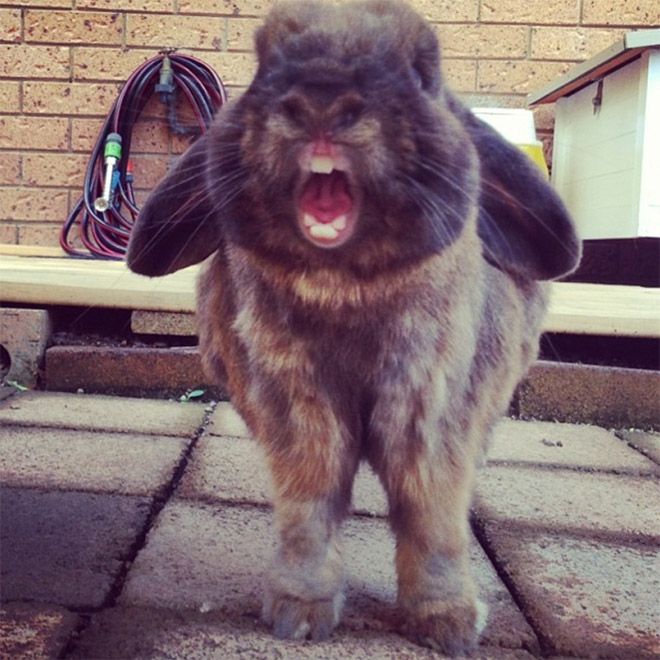 кролик зевает фото