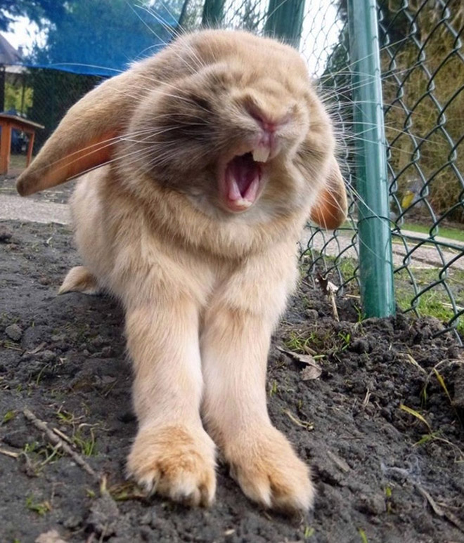 зевающий кролик