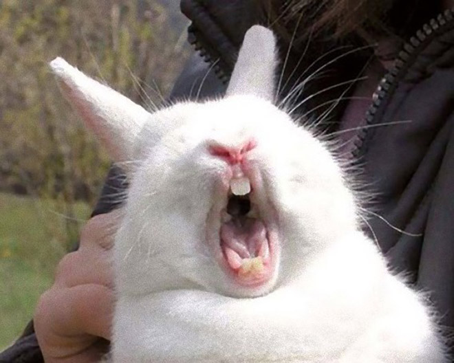 белый кролик зевает