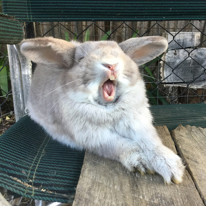 кролик зевает
