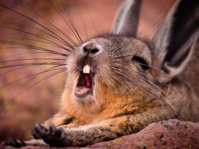 кролик во время зевания