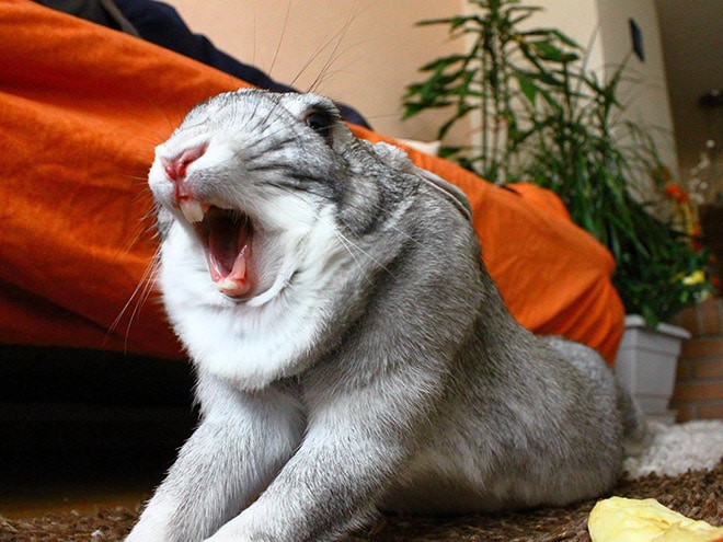 серый кролик зевает