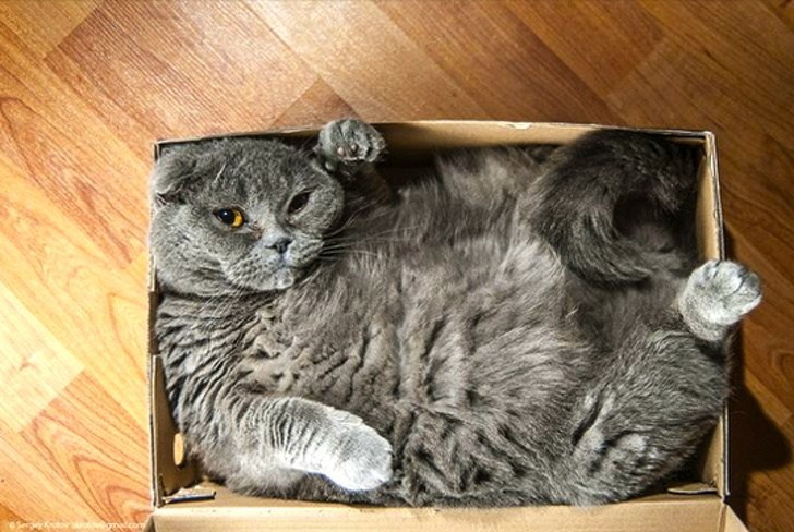 серый кот в коробке