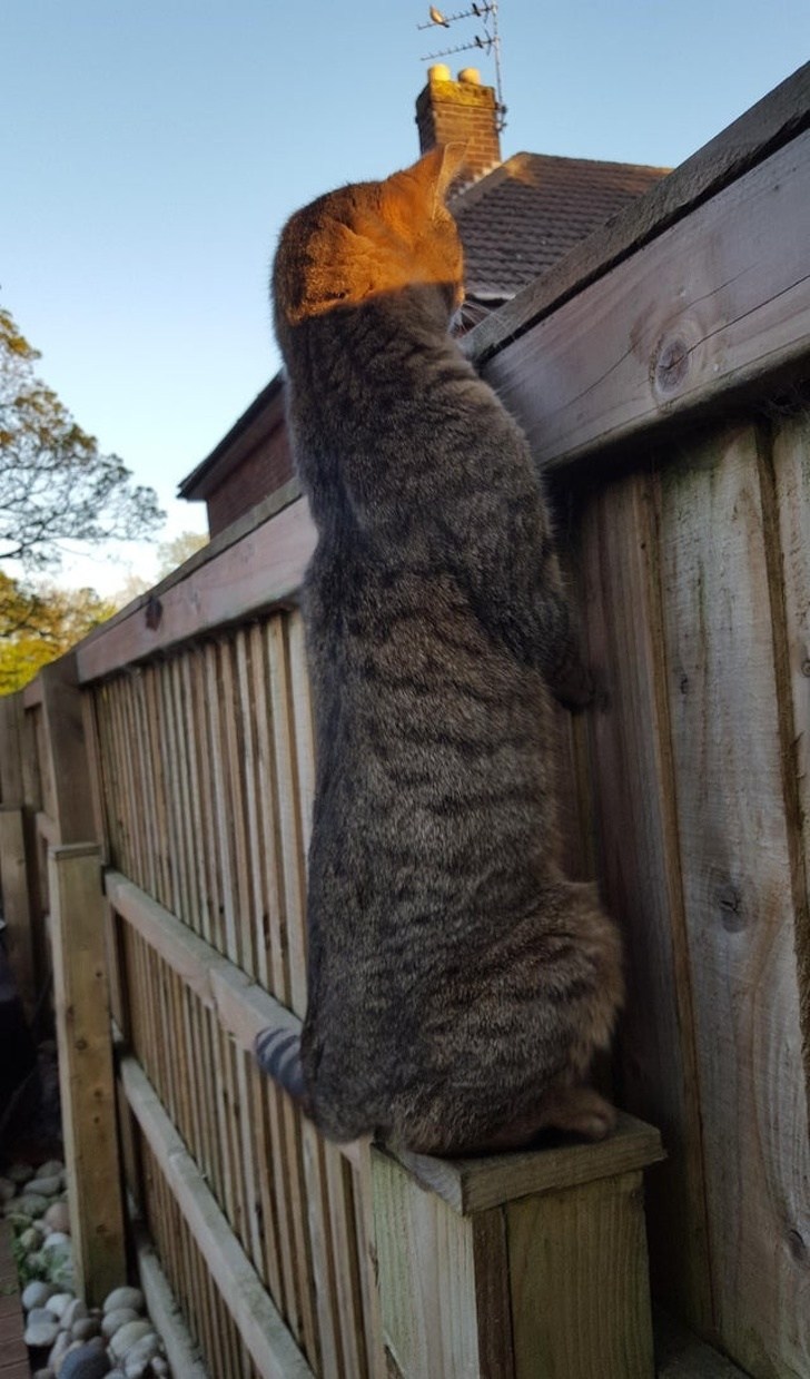полосатый кот на заборе