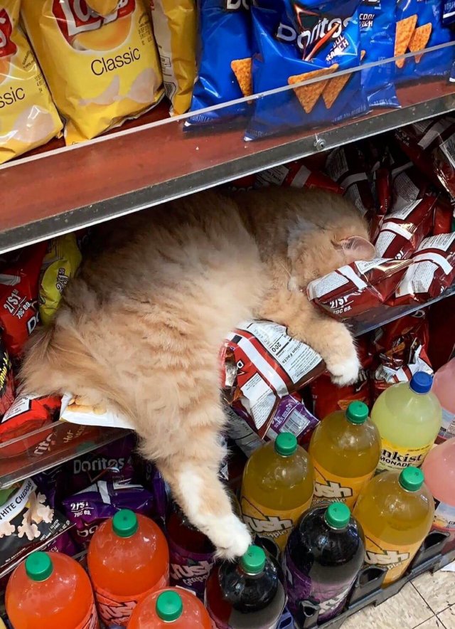 кот спит в магазине