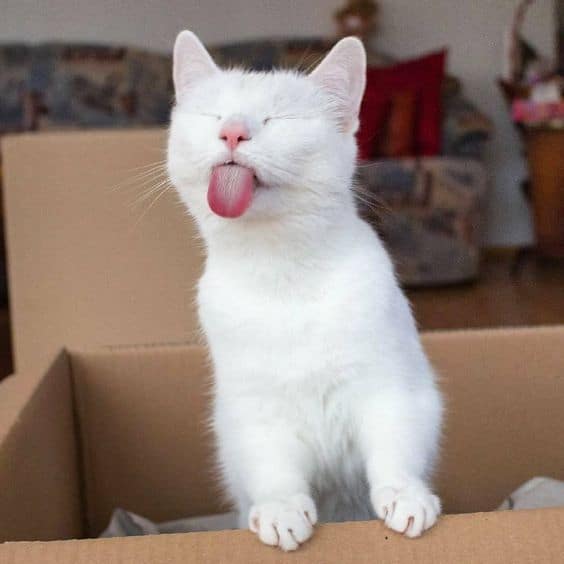 белый кот показывает язык