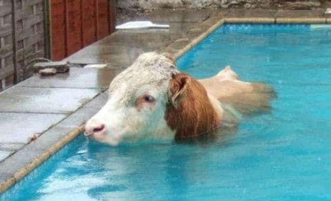 корова в бассейне