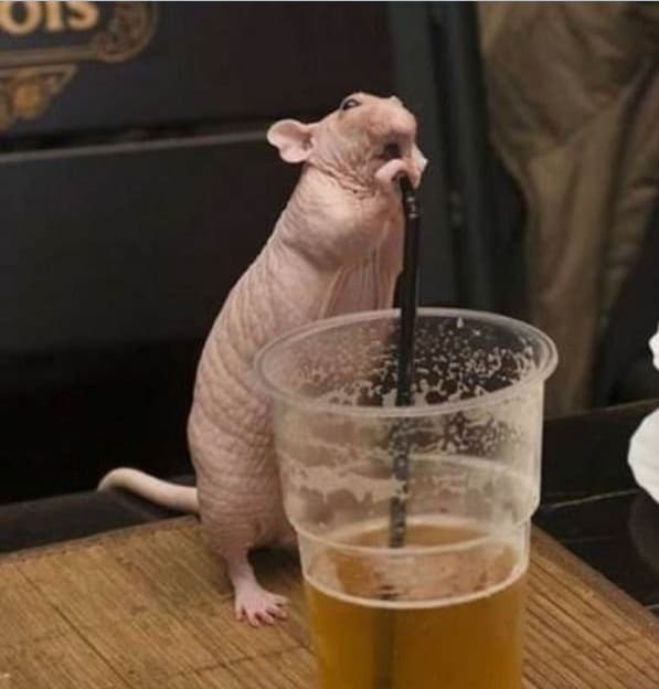 крыса пьет из стакана