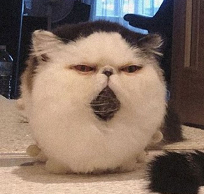 8 милых фото кота Зуу, который похож на недовольный шарик