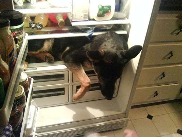 собака сидит в холодильнике