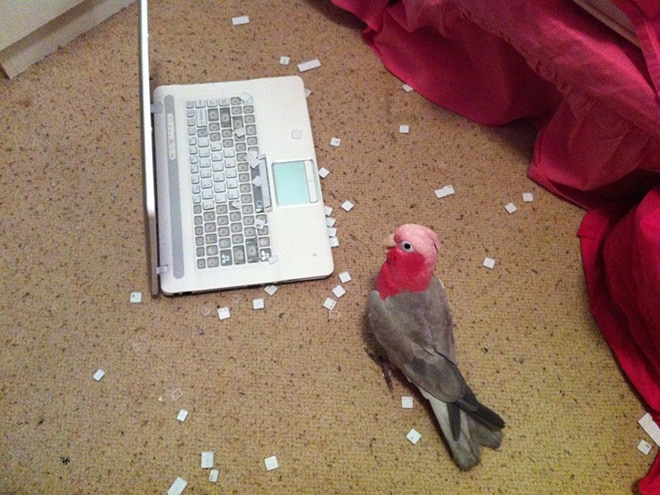 попугай рядом с ноутбуком