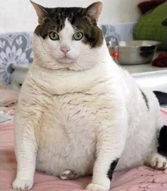 толстый кот