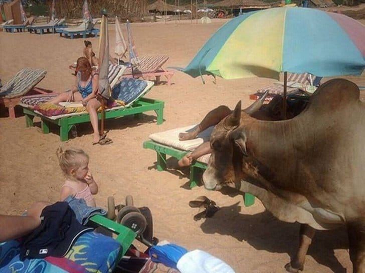 корова на пляже