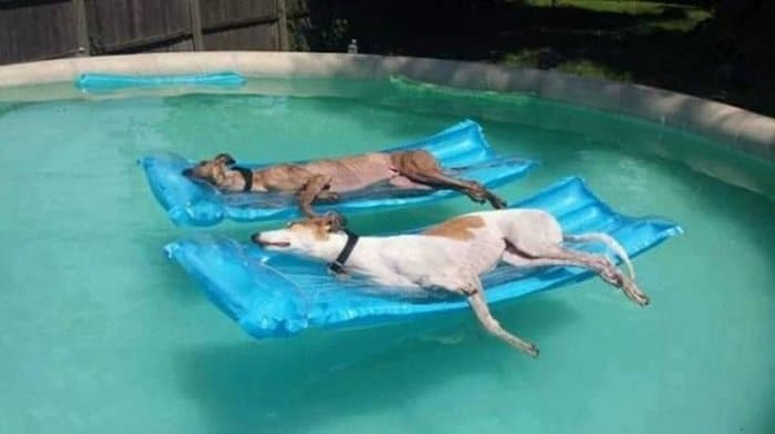 собаки в бассейне