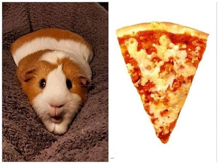хомяк и пицца