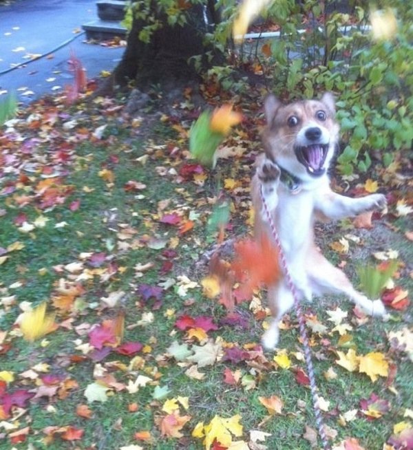 собака в листьях