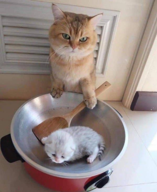рыжий кот и серый котенок