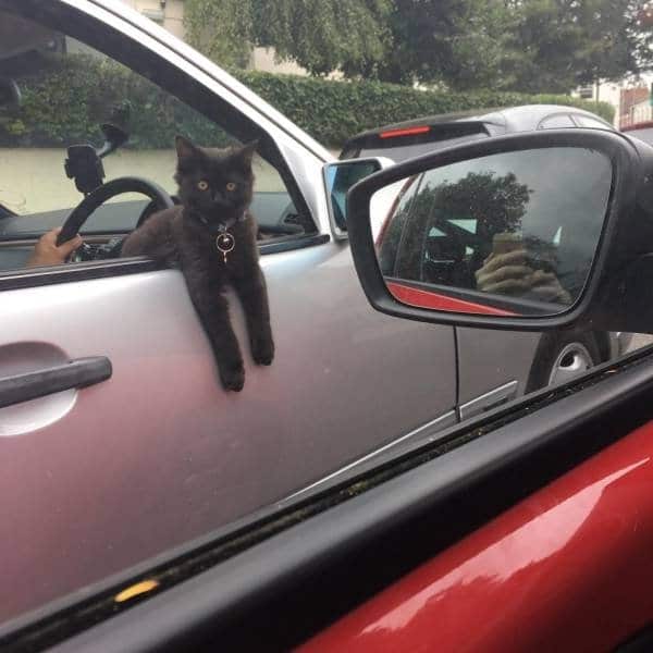 кот выглядывает из окна машины