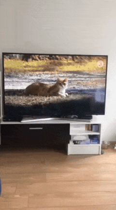 черно-белый кот и телевизор