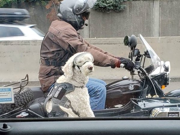собака в коляске мотоцикла