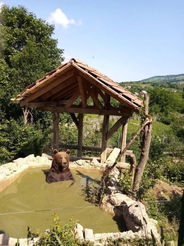 медведь сидит в воде