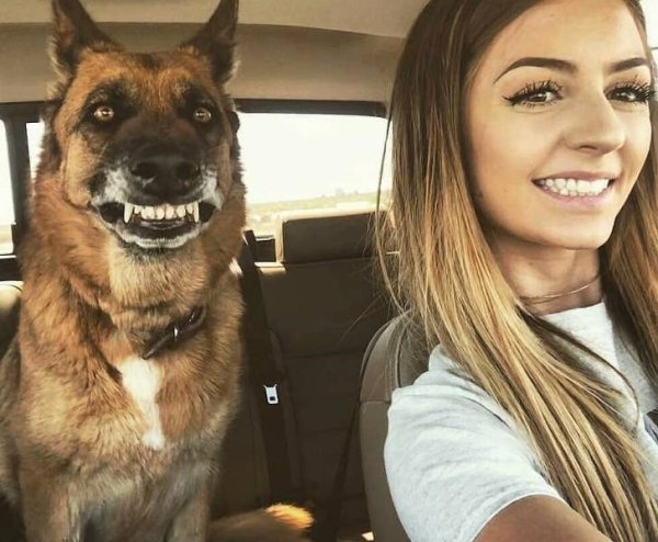 девушка с собакой в машине