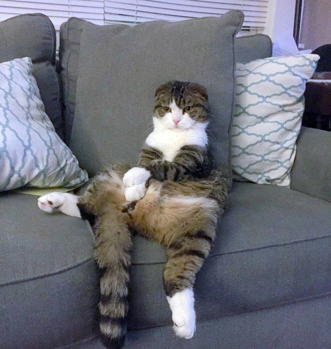 полосатый кот сидит на диване