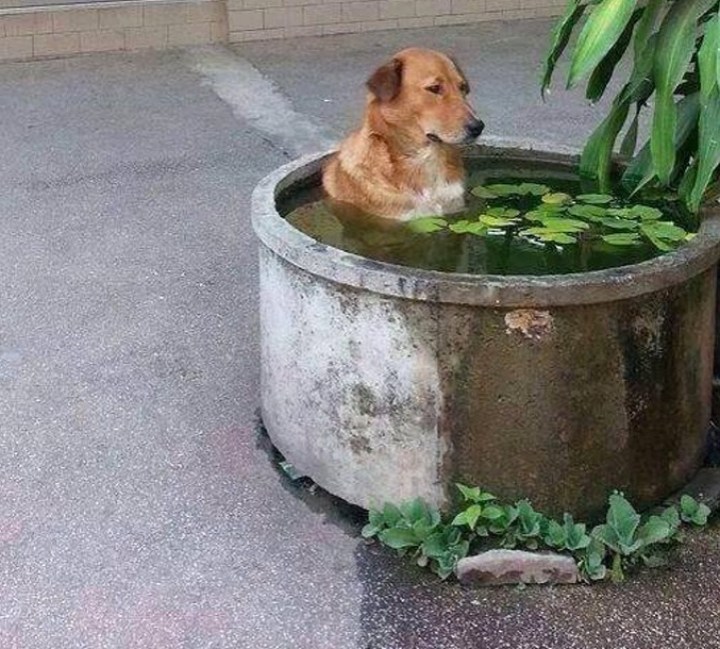 собака сидит в воде