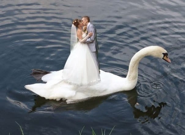 жених и невеста на лебеде