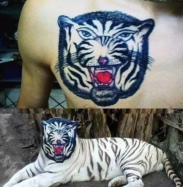 тату тигра на груди