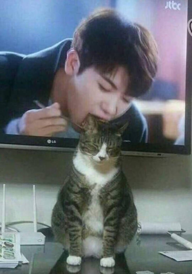 кот сидит возле телевизора