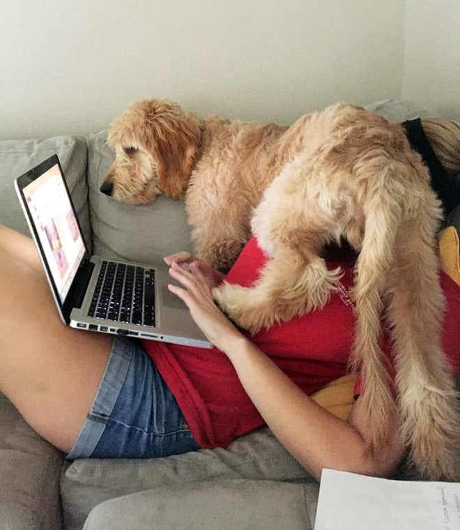 собака залезла на девушку с ноутбуком