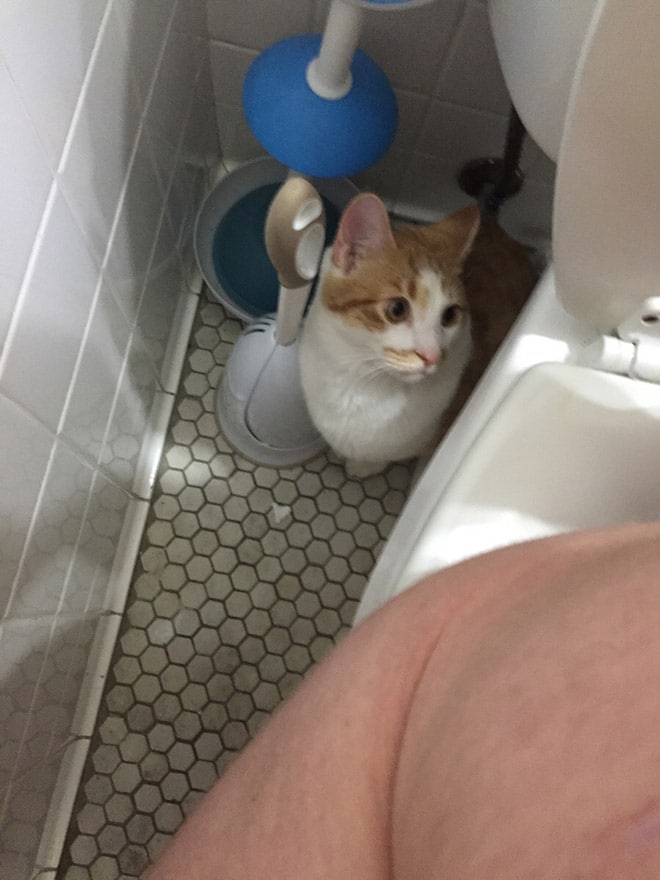 рыже-белый кот в туалете