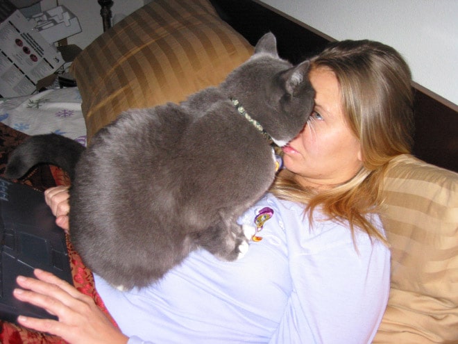 серый кот сидит на девушке