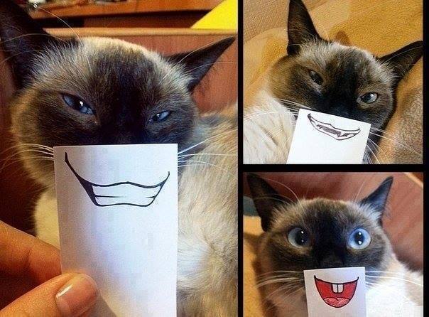 кот с пририсованной улыбкой