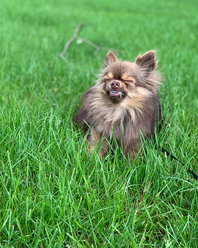 собака чихает в траве