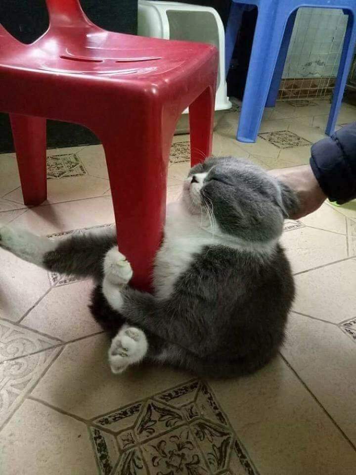 серый кот обнимает ножку стула