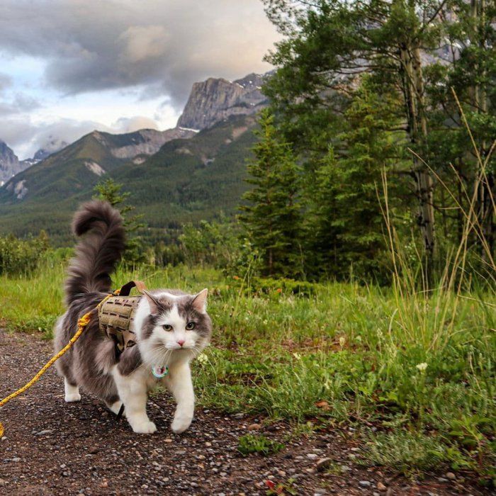 Канадский путешественник  Приколы,zapilili,ru,коты,люди,удивительное